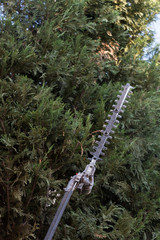 Árbol de poda Motosierra  jardinería y mantenimiento