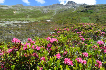 Fototapeta premium Bewimperte Alpenrose in Silvretta-Vorarlberg