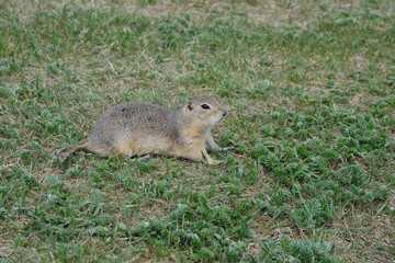 Naklejka na ściany i meble Ground Squirrel eating grass on a field of green grass