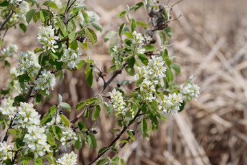 White flowers of blooming Malus with green leaves and blown giant reed grass