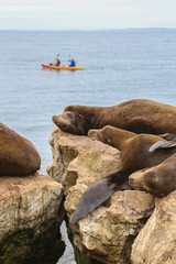 Sea lions sleeping on rocks with kayaks in the background