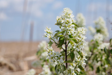 White flowers of blooming Malus with green leaves and blown giant reed grass
