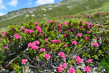 Fototapeta premium Bewimperte Alpenrose in Silvretta-Vorarlberg