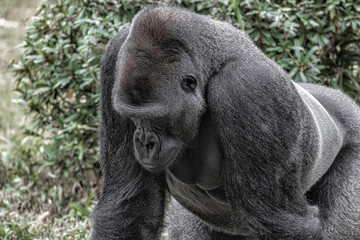 Gorilla. Parial body shot and face looking down and to the left.