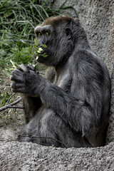 Gorilla. Sitting and sniffing on a leaf and looking at the camera. Full body shot.