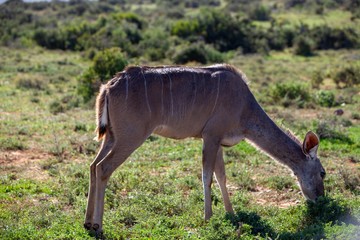 South African antelope 