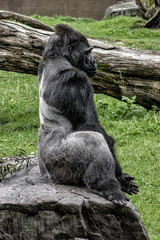 Obraz premium Gorilla. Full body side shot and sitting on a rock and looking to the right.