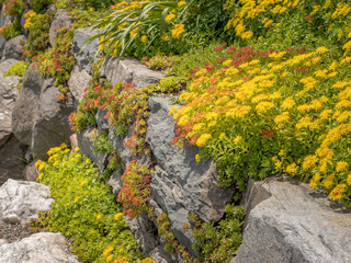 beautiful yellow flowers growing on stonewall