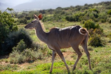 Obraz na płótnie Canvas South African antelope 
