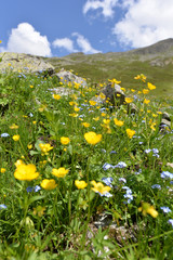 Blumenwiese in Silvretta-Vorarlberg 