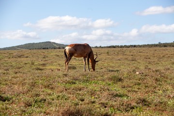 South African antelope 