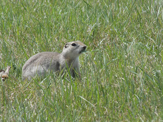 Naklejka na ściany i meble Ground Squirrel eating grass on a field of green grass
