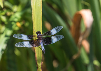 widow skimmer dragon fly 