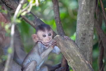 Obraz premium 可愛いサル