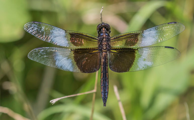 widow skimmer dragonfly 