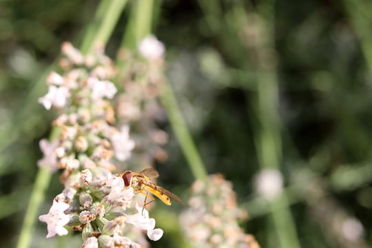 Obstfliege