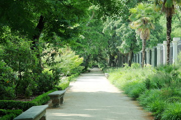 CAMINO EN EL PARQUE BOTÁNICO RODEADO DE PLANTAS Y ÁRBOLES, bosque, camino, follaje, campo, árbol, naturaleza, verde, verano, paisaje, césped, huerta, campestre