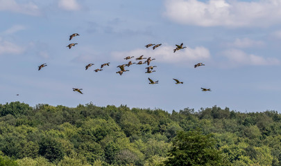 Fototapeta na wymiar flock of Canadian geese in blue sky 