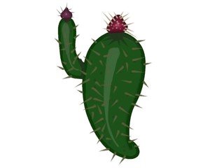 Cactus vector illustration