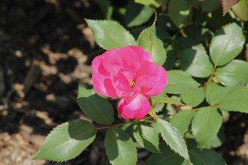 Bright Pink Rose in the Sun