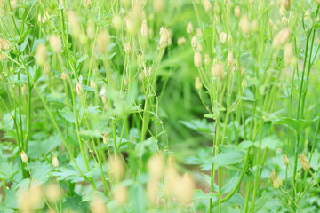 PLANTAS TUPIDAS CON FLORES Y HIERBA ALTA, hierba, verde, césped, naturaleza, campa, verano, primavera, fresco, dehesa, macro, hojas, huerta, agricultura