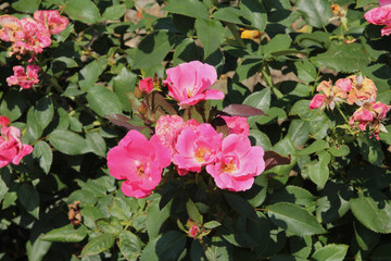 Cluster of Pink Roses