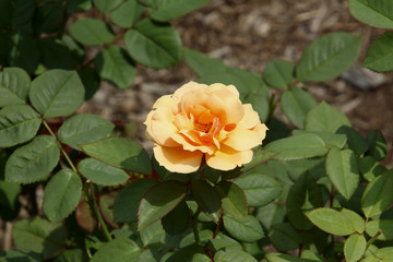 Dark Yellow Rose in the Sun