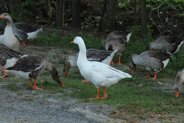 Geese Feeding