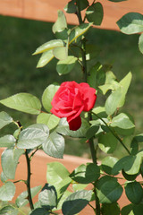 Last Red Rose