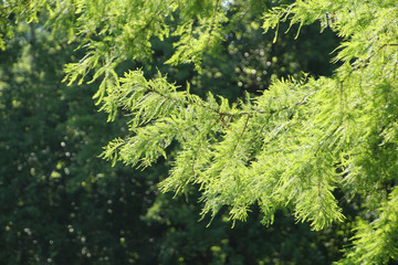 Light Through the Evergreen Tree