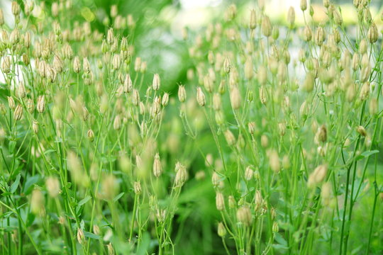 IMAGEN DE HIERBA Y PLANTAS CON FLORES AMARILLAS, macro, césped, verde, naturaleza, verano, primavera, agricultura, trigo, dehesa, fresco, paisaje, al aire libre