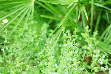 PLANTAS Y HIERBA ALTA CON FLORECILLAS BLANCAS, macro, huerta, hojas, césped, verde, naturaleza