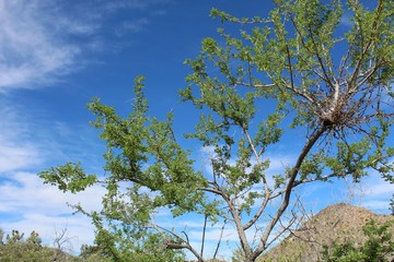 Casually as Wait A Minute Bush, botanically as Senegalia Greggii, this prolific member of native Southern Mojave Desert plant communities can be realized, here, in Joshua Tree National Park.
