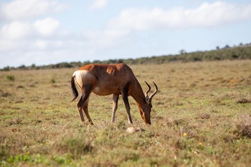 South African antelope 
