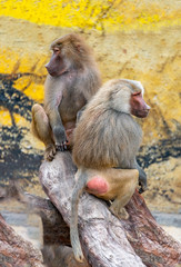 The daily life of a dragonfly in a wildlife park