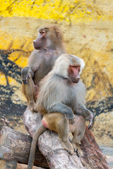 Fototapeta premium The daily life of a dragonfly in a wildlife park