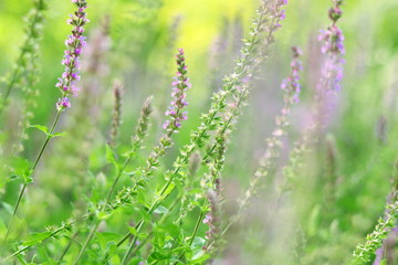 MULTITUD DE LAVANDULAS EN MITAD DEL CAMPO, VIOLETA, MORADO,CAMPO, FLORES PÚPURA, FLORACIÓN