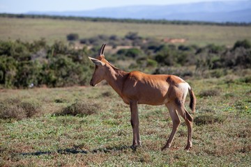 Naklejka na ściany i meble South African antelope 