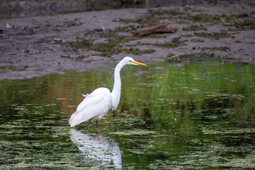 Great egret standing in green water with algae and pollen