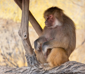 The daily life of a dragonfly in a wildlife park