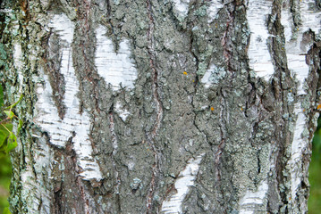 Fototapeta premium Beautiful and varied texture of the tree bark.Relief of the surface of trees.