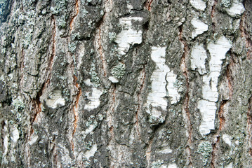 Beautiful and varied texture of the tree bark.Relief of the surface of trees.