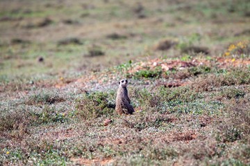 meerkat in south Africa 
