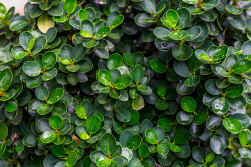 Leaves with water drops on top after rain