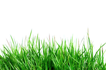 Fototapeta premium Grass isolated on white background