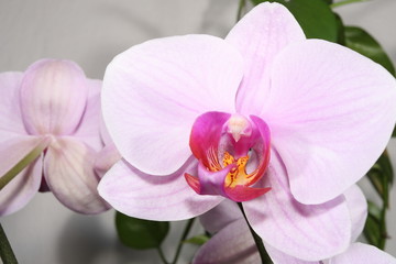 Obraz premium Orchideen