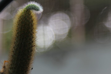 Green Leaves Of Summer