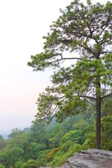 Green Leaves Of Summer