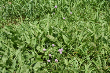 Red clover / It's used for feed of cattle, but red clover is also used for medicinal use because Iso flavon is included.