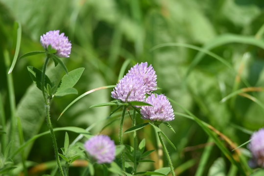 Red clover / It's used for feed of cattle, but red clover is also used for medicinal use because Iso flavon is included.